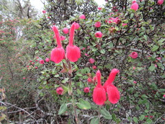 Salvia oaxacana