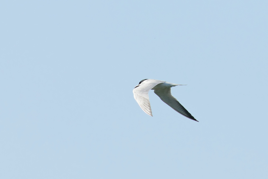 West Eurasian Gull-billed Tern