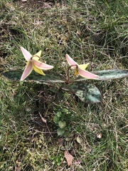 Erythronium americanum
