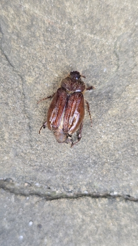 Holochelus aequinoctialis