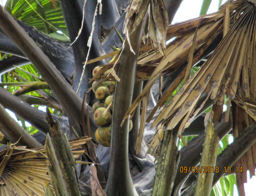 Borassus aethiopum