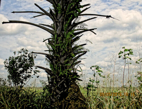 Borassus aethiopum, photograph 3