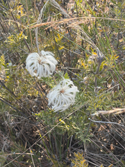(c) alanbedfordshaw, some rights reserved (CC BY-SA) Clematis villosa, photograph (c) alanbedfordshaw, some rights reserved (CC BY-SA)