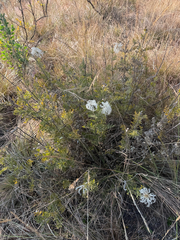 (c) alanbedfordshaw, some rights reserved (CC BY-SA) Clematis villosa, photograph (c) alanbedfordshaw, some rights reserved (CC BY-SA)