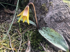 Erythronium americanum