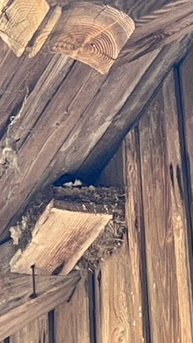 Western House Martin