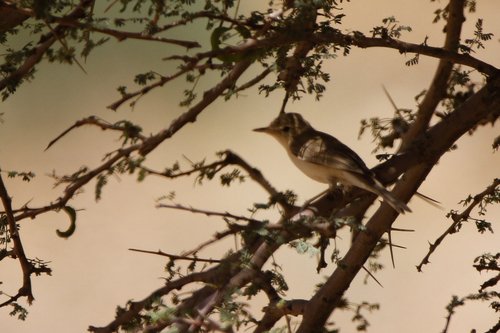Eastern Olivaceous Warbler