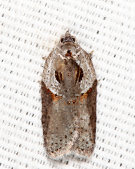 Acleris maculidorsana