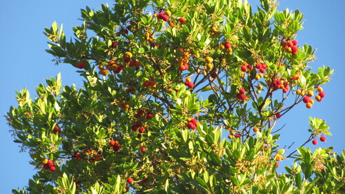 Arbutus unedo