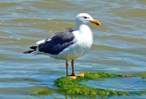Yellow-footed Gull