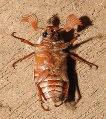 Polyphylla occidentalis