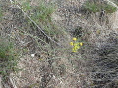 Lomatium simplex
