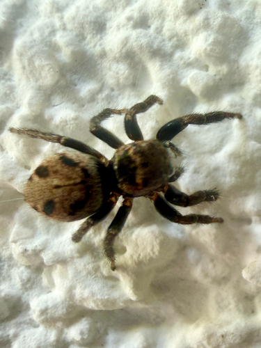 Evarcha arcuata