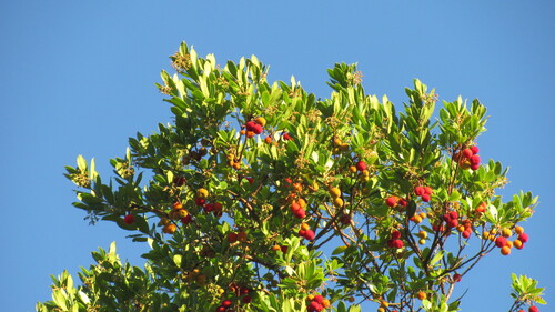Arbutus unedo