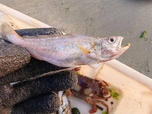 Tigertooth Croaker