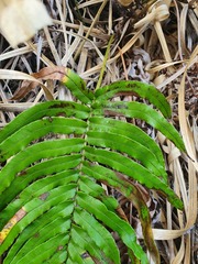 Blechnum triangularifolium