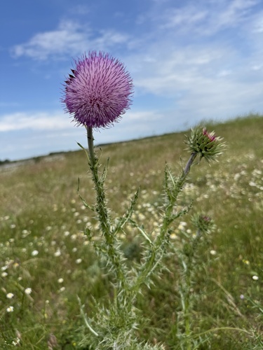 musk thistle