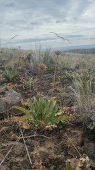 Balsamorhiza serrata