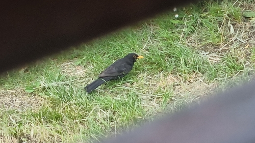 Eurasian Blackbird