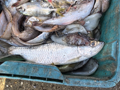 Indo-Pacific Tarpon