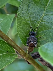 Cyphomyia erecta
