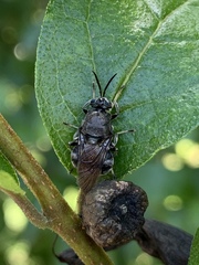 Cyphomyia erecta