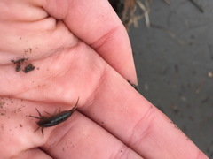 Traskorchestia traskiana