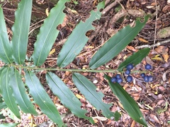 Alpinia arundelliana