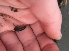 Traskorchestia traskiana