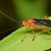 Braconidae - Photo (c) skitterbug, μερικά δικαιώματα διατηρούνται (CC BY), uploaded by skitterbug