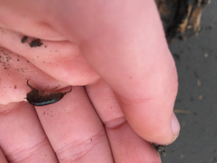 Traskorchestia traskiana