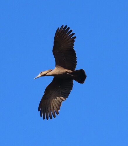 iNaturalist image