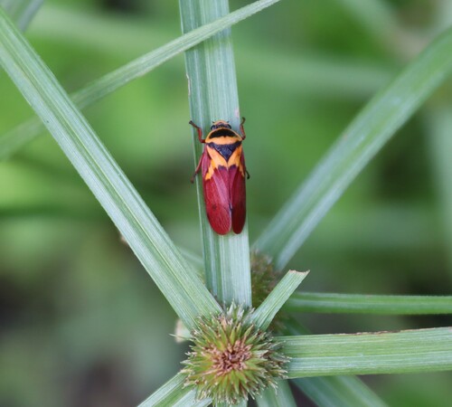 Zooty Red Spittlebug