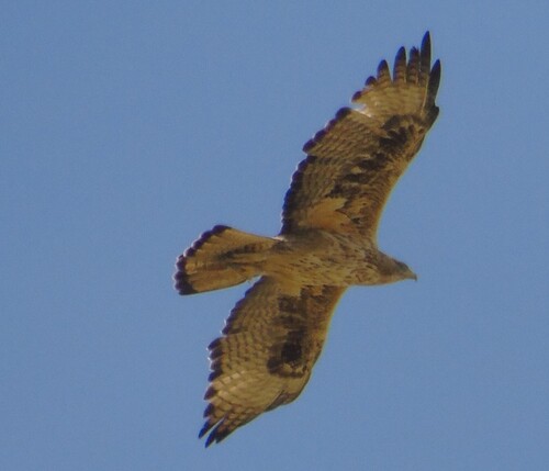 Bonelli's Eagle