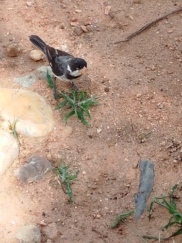 White-throated Seedeater (Sporophila albogularis), photo 8