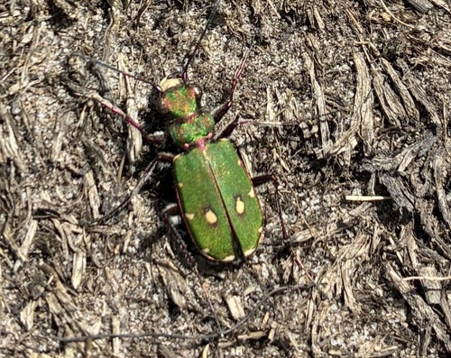 Green Tiger Beetle