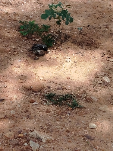 White-throated Seedeater (Sporophila albogularis), photo 7