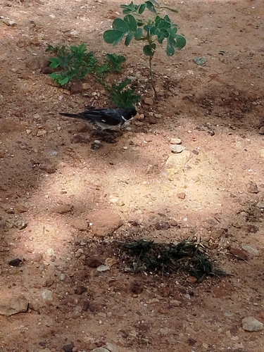 White-throated Seedeater (Sporophila albogularis), photo 8