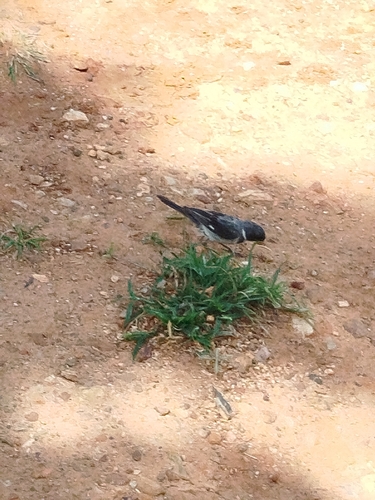 White-throated Seedeater (Sporophila albogularis), photo 9
