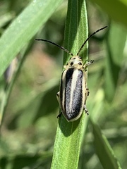 Trirhabda bacharidis