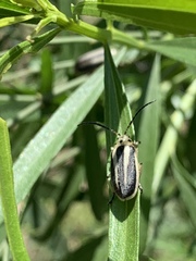 Trirhabda bacharidis