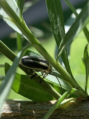 Trirhabda bacharidis