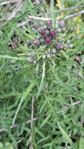 Marsh Thistle
