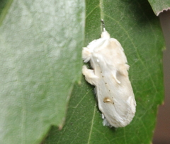 Naroma varipes