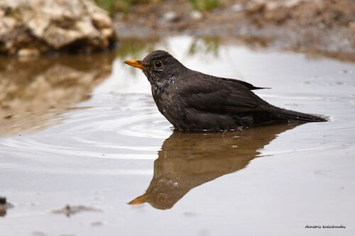 Eurasian Blackbird