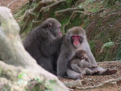 Macaca fuscata fuscata