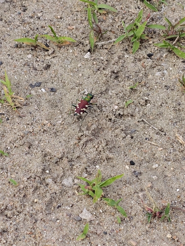 Cicindela coerulea