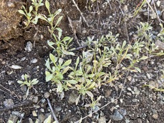 Hesperevax sparsiflora