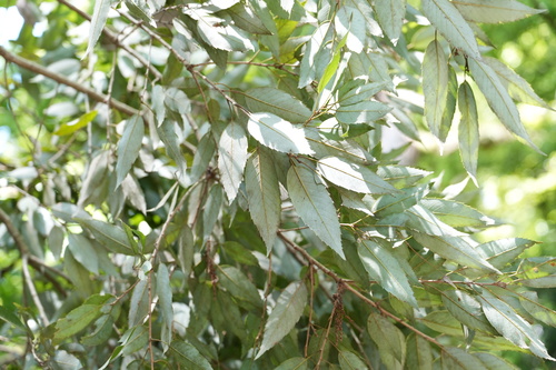 Japanese willowleaf oak
