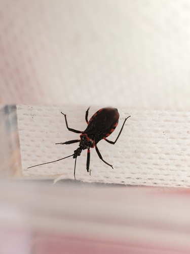 Rhynocoris leucospilus altaicus